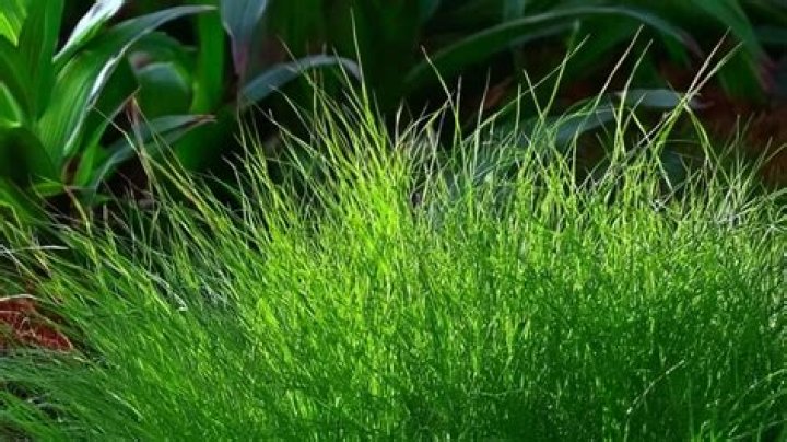Can dwarf hairgrass float?