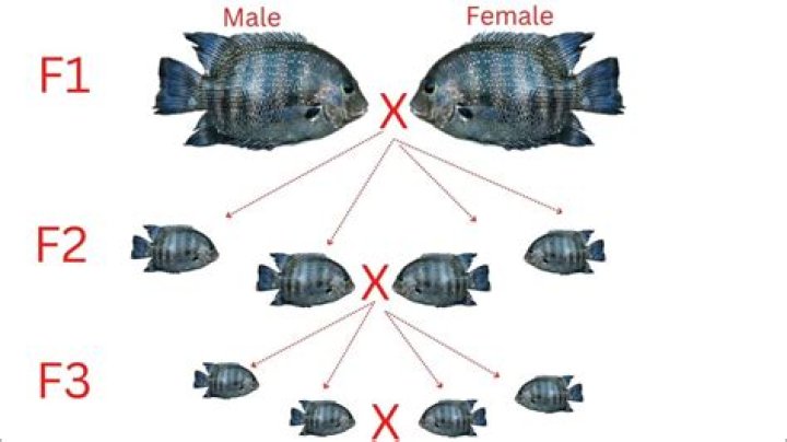 Can fish be inbred?