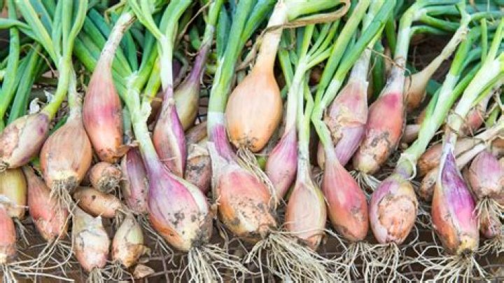 Can i grow shallots from a shallot?