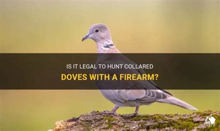 Can i shoot collared doves?