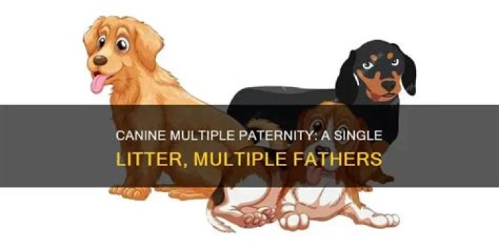 Can litter have multiple fathers?