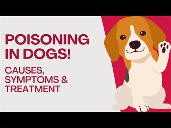 Can pesticides kill dogs?