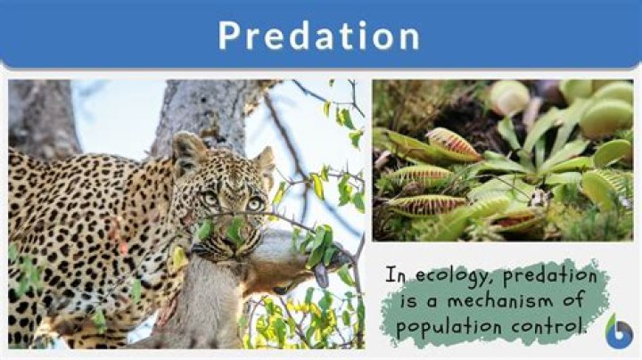 Can predators be prey?