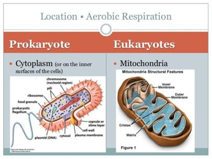 Can prokaryotes do aerobic respiration?