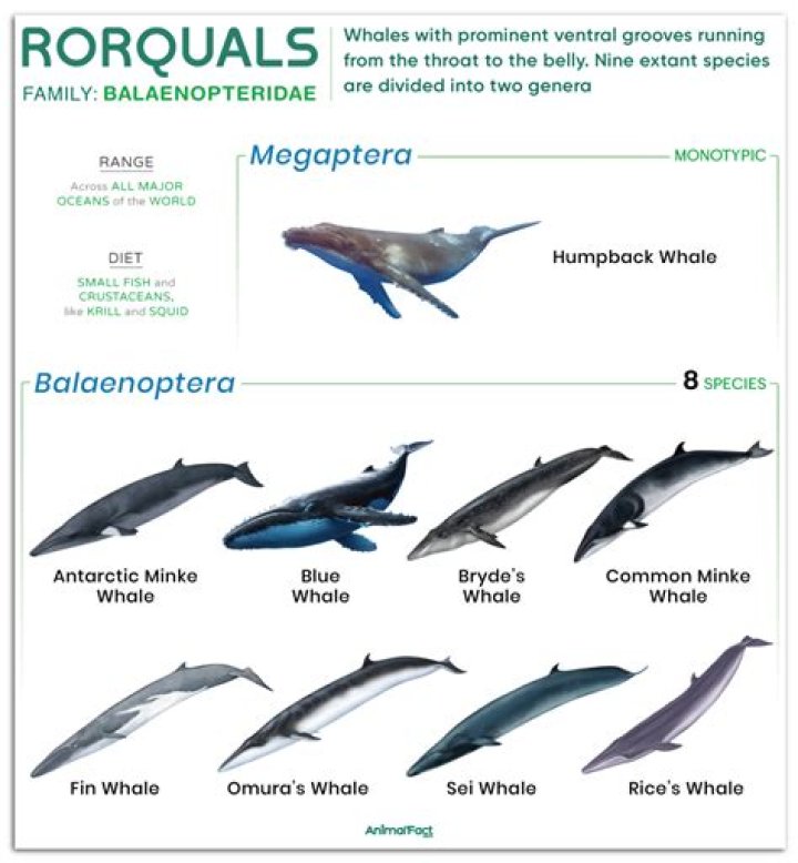 Can rorqual go in high sec?