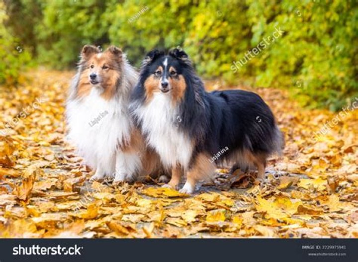 Can shelties live outside?