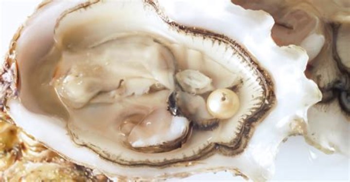 Can squid produce pearls?