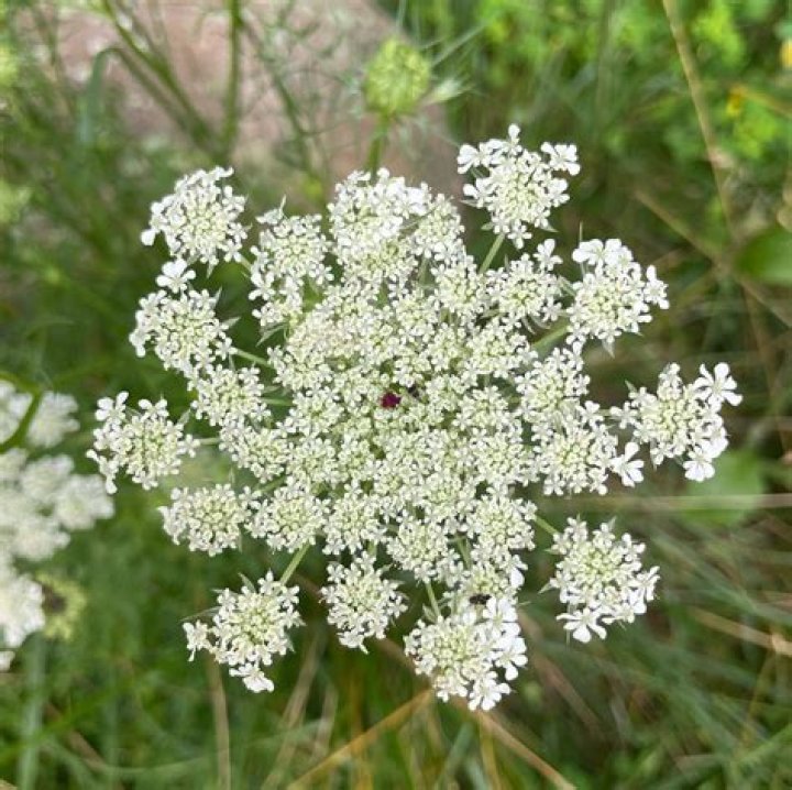 Can you eat daucus?