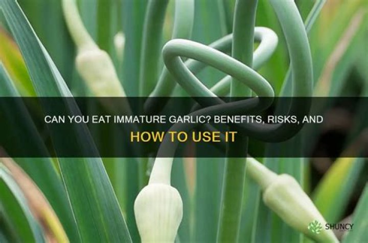 Can you eat immature garlic?