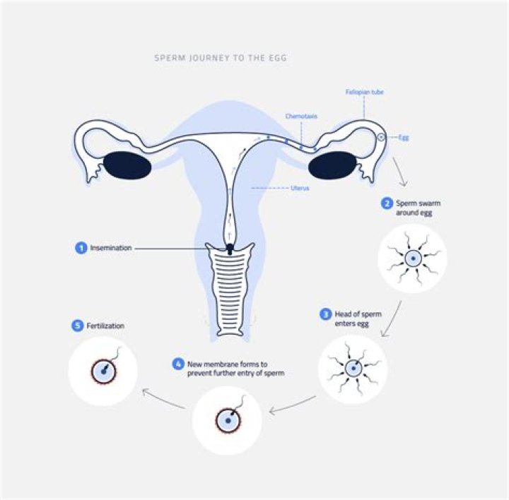 Can you feel when the sperm attaches to the egg?