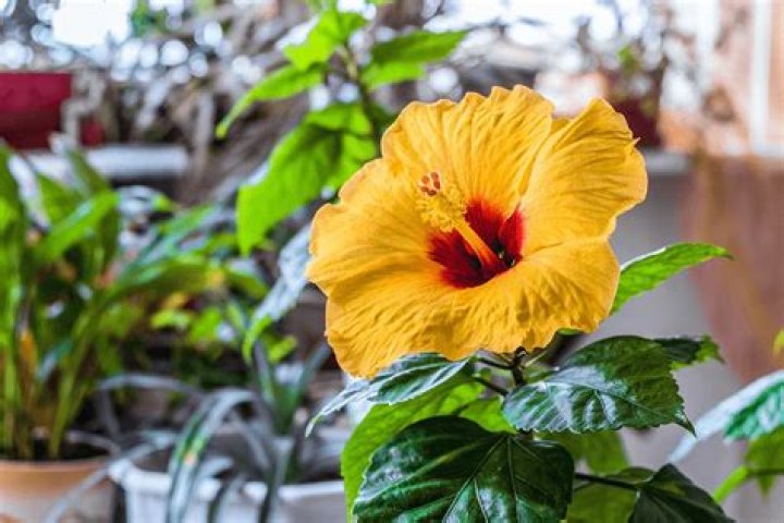 Can you grow hibiscus indoors?