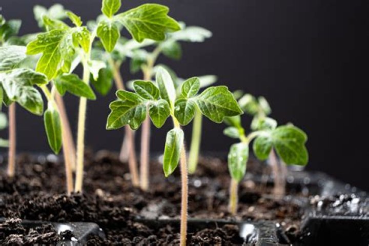 Can you plant a sprouting tomato?