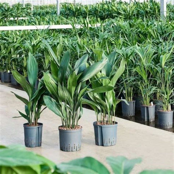 Can you propagate aspidistra?