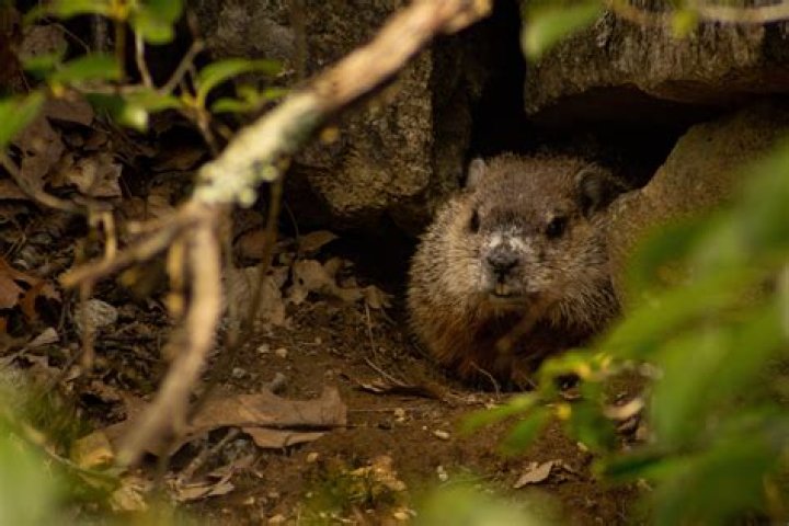Can you snare a groundhog?