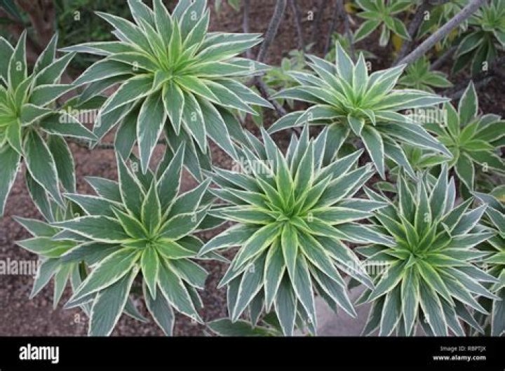 Can you transplant echium?