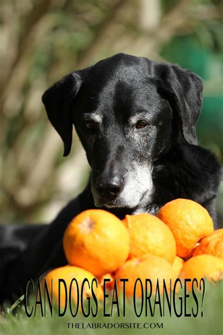 Could dogs have oranges?
