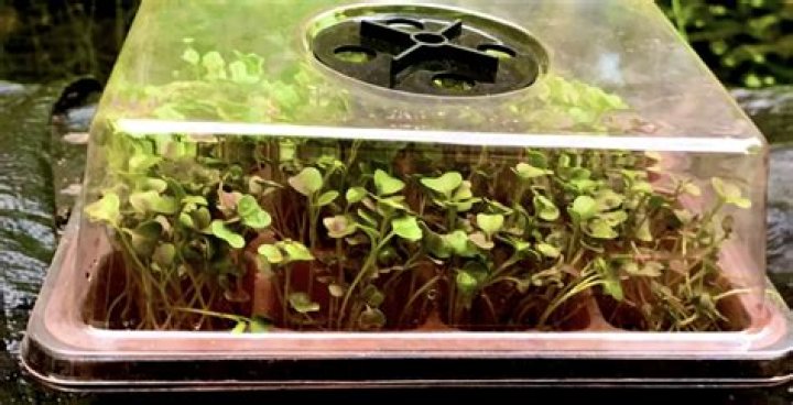 Could martian soil grow plants?