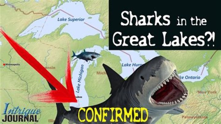 Could sharks live in lake michigan?