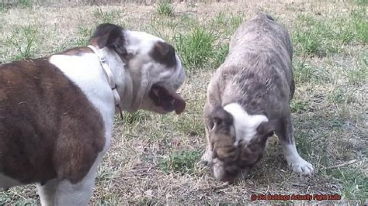 Did bulldogs fight bulls?
