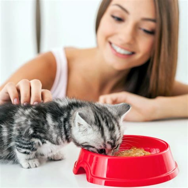 Did i overfeed my kitten?