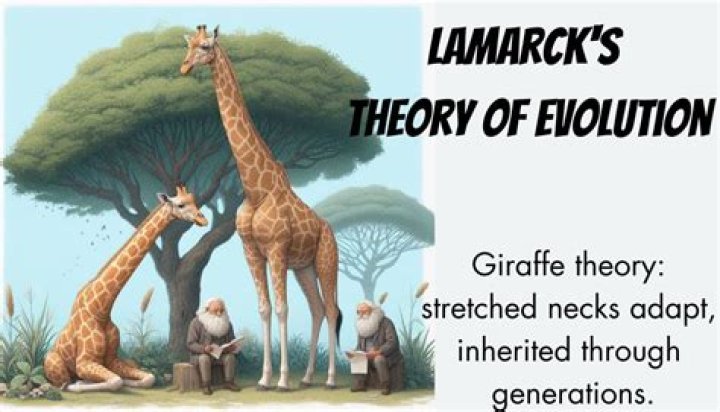 Did lamarck believe in variation?