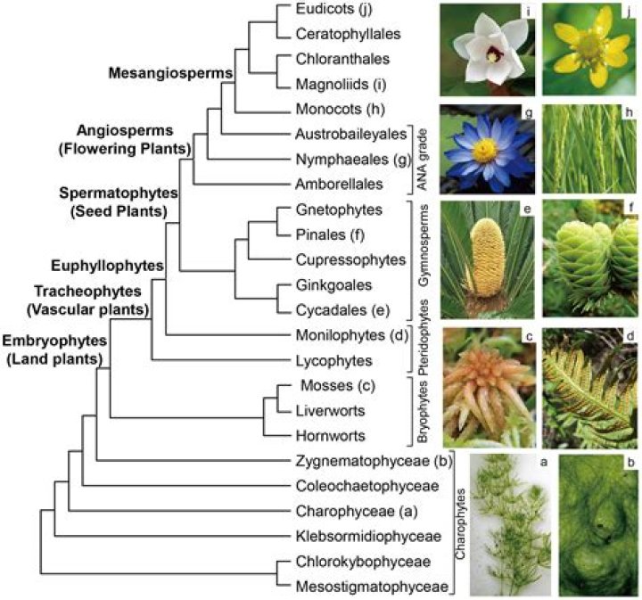 Did lycophytes exist before angiosperms?