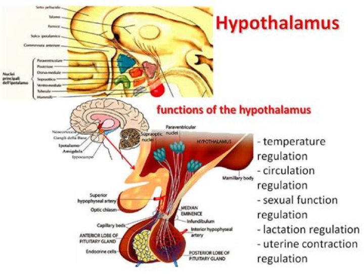 Do all animals have a hypothalamus?