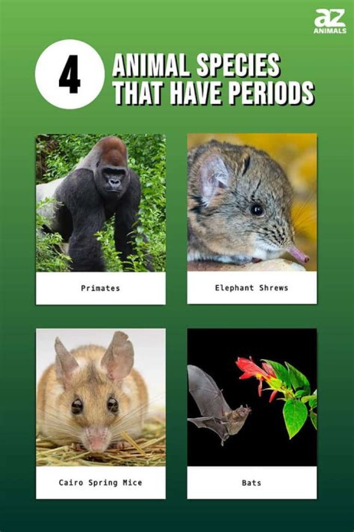 Do animals have introspection?