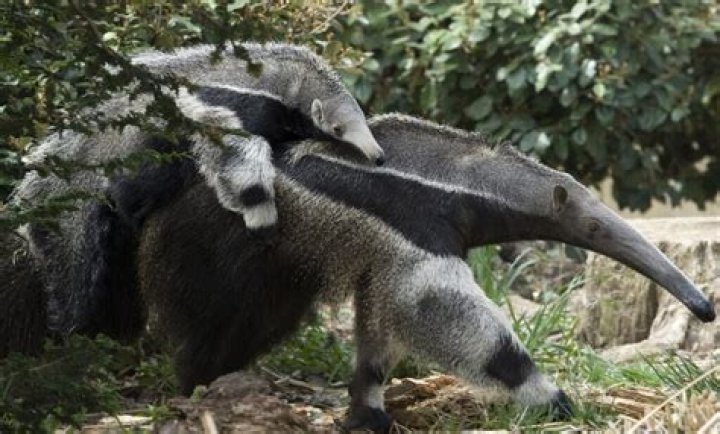 Do anteaters have claws?