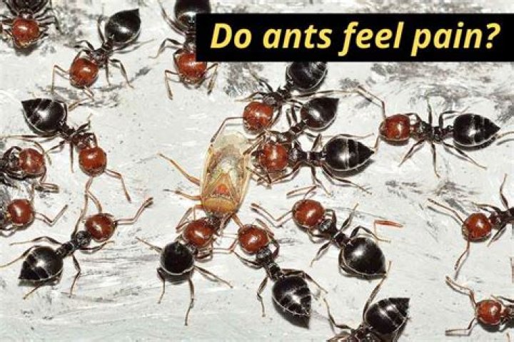 Do ants feel pain?