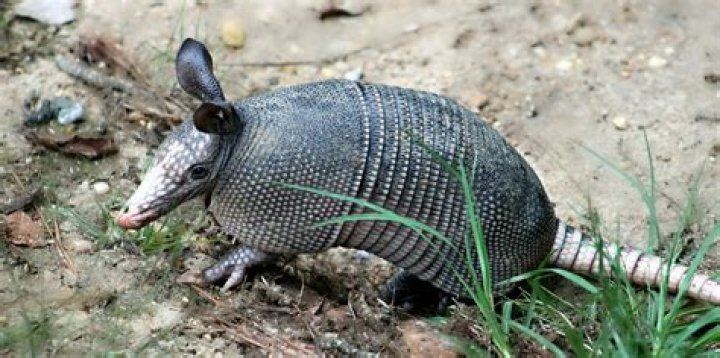 Do armadillos carry hansen's disease?