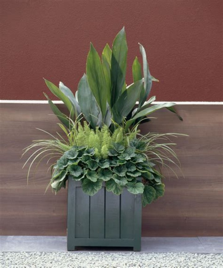 Do aspidistra have flowers?