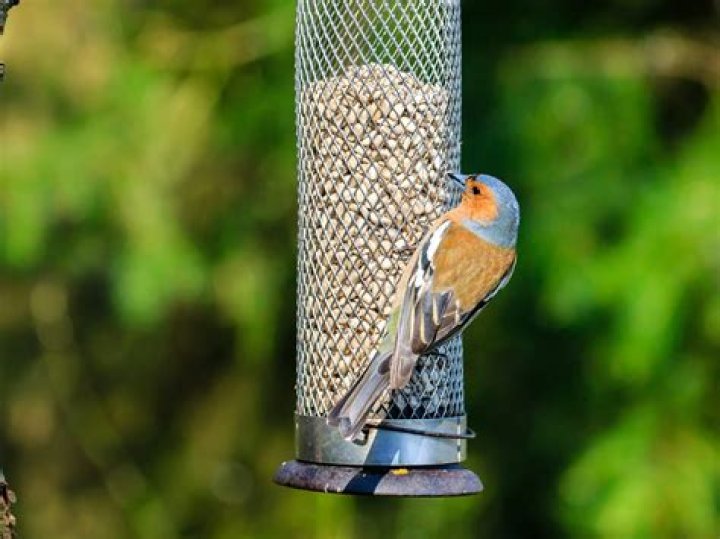 Do birds eat chaffinch?