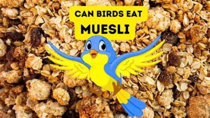 Do birds eat muesli?