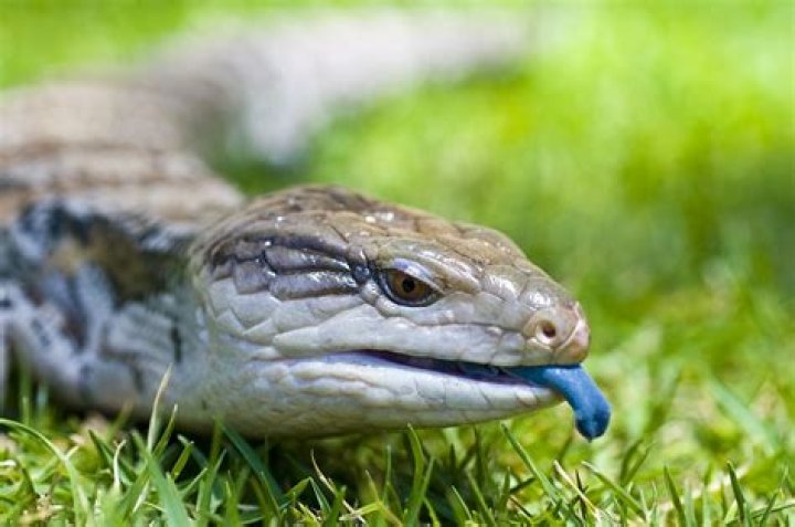 Do blue tongue lizards eat slaters?