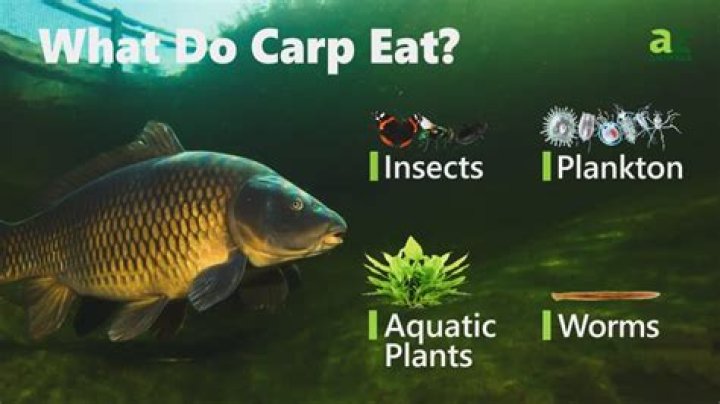 Do carp like bread?