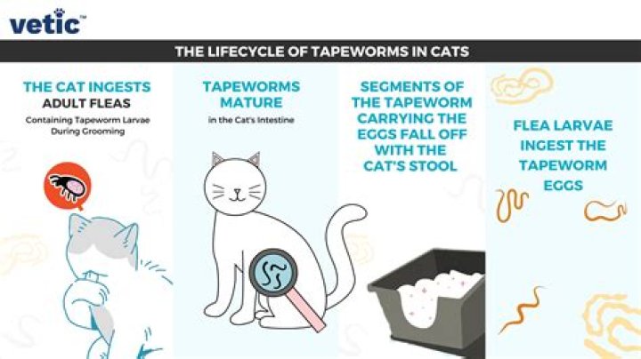 Do cat tapeworm segments move?