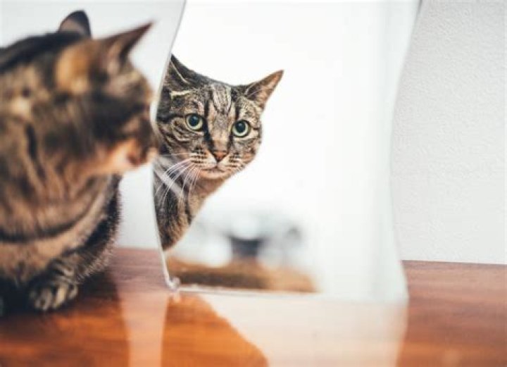 Do cats recognize themselves in the mirror?