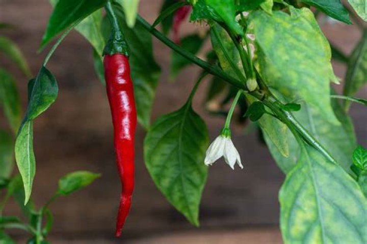 Do cayenne peppers turn red on the vine?
