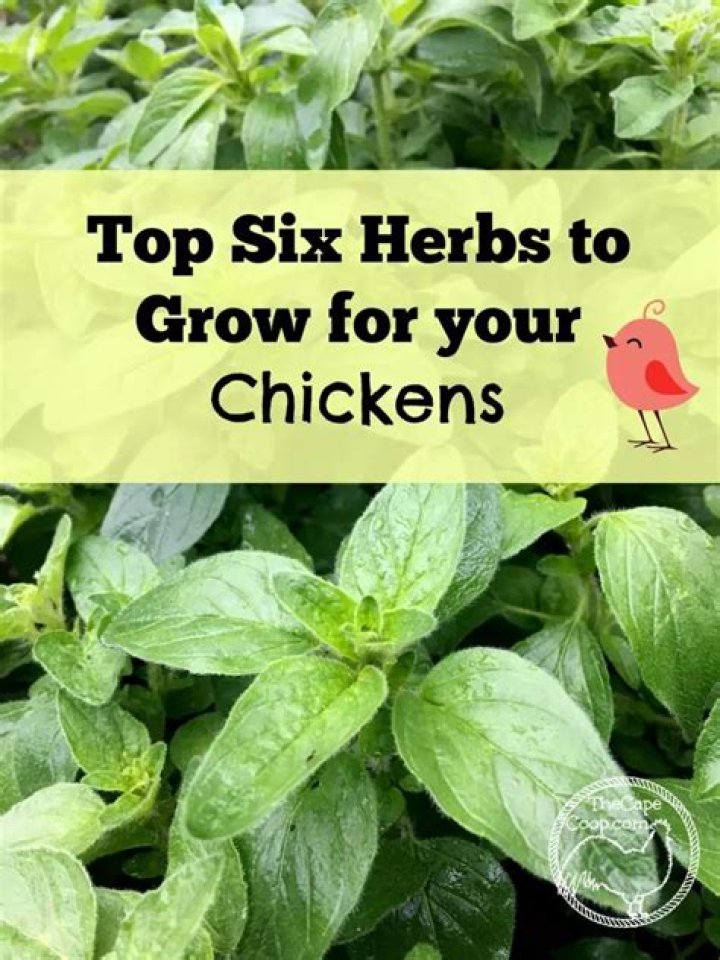 Do chickens like herbs?
