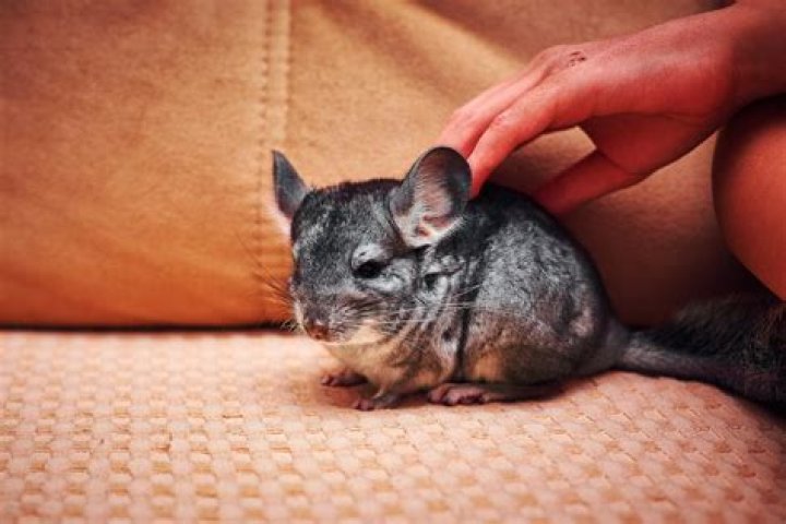 Do chinchillas get malocclusion?