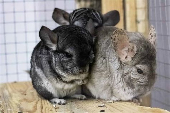 Do chinchillas need to be in pairs?