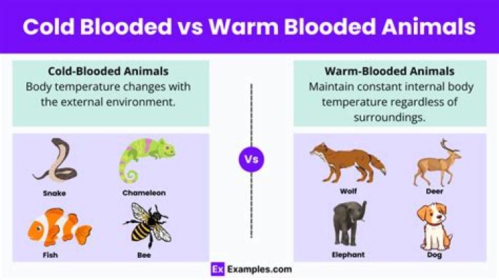 Do cold blooded animals like heat?