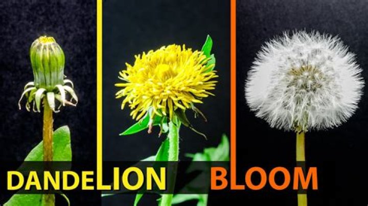 Do dandelions bloom all summer?