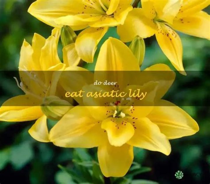 Do deer eat crinum lilies?