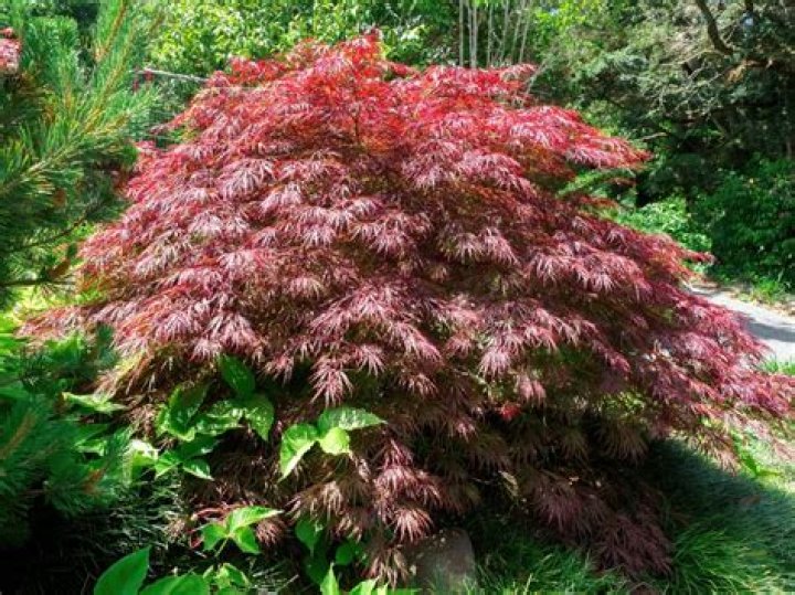 Do deer eat japanese maples?