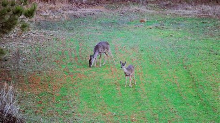 Do deer eat lodgepole pine?