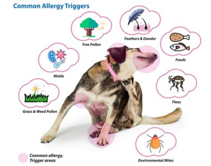 Do dog allergies make you tired?