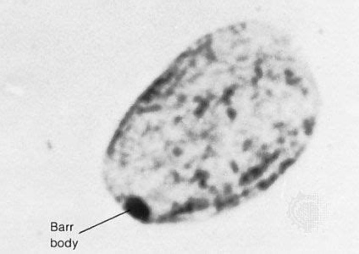 Do drosophila have barr bodies?
