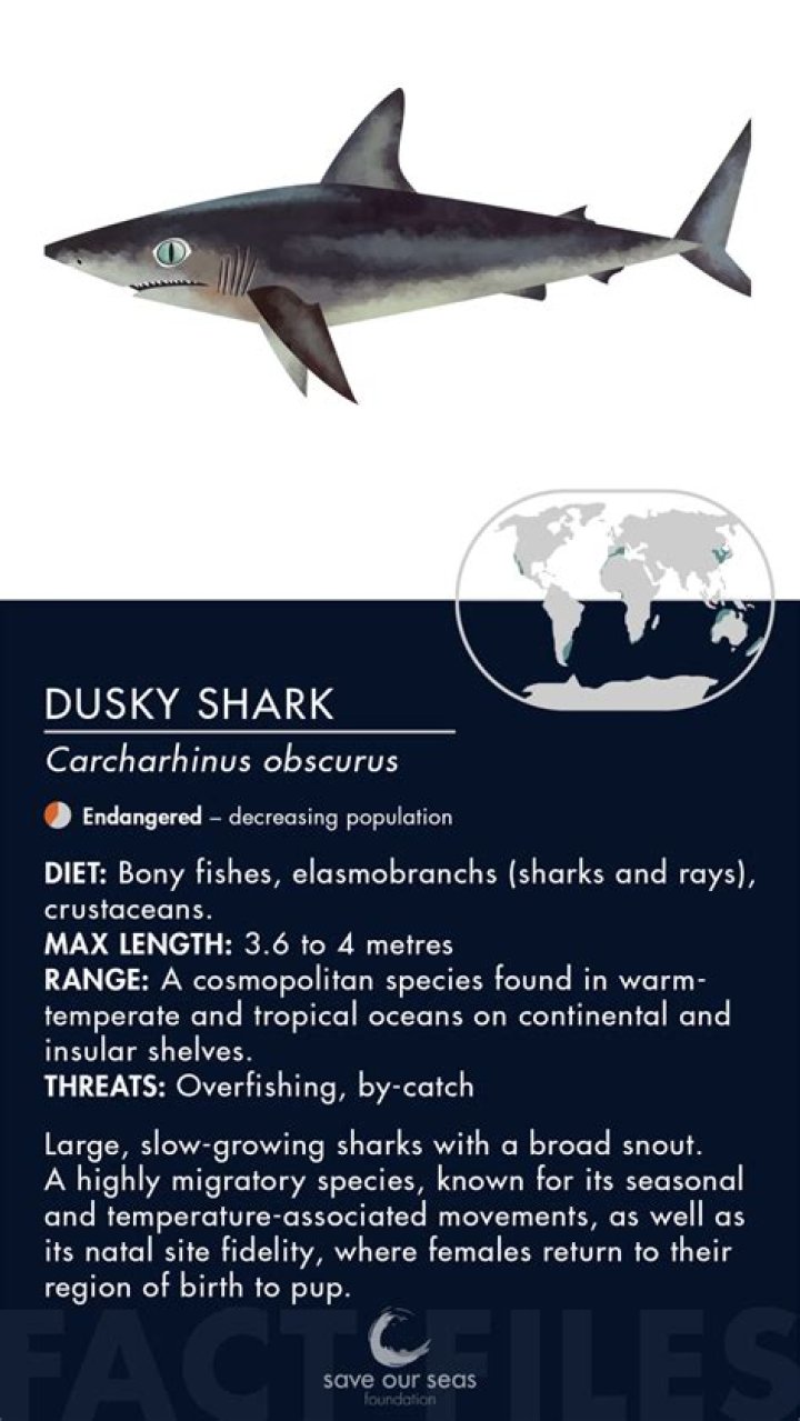 Do dusky sharks bite?